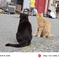猫の島