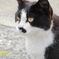 猫の島