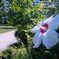 団地に咲く 夏の花  ムクゲ