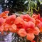 ノウゼンカズラの花