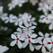 道端に咲く花