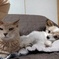 Best Friend