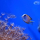 美ら海水族館4