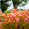 真夏の紅葉・・南天