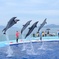 四国水族館　イルカ