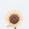 日輪の花