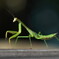 Praying Mantis