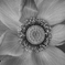 lotus #31