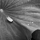 lotus #32