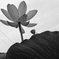 lotus #33