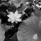 lotus #34
