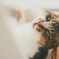 ねこ
