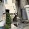 ろじねこ