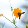キバナコスモスに蜂