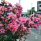 写真句：道端の花25：百日紅