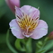 アルストロメリアの花