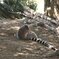 神戸どうぶつ王国 ワオキツネザル