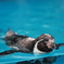 鳥羽水族館 ペンギン