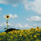 sunflower2024