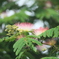 撮って出し(2025-07-08_07-16)-(Canon EOS 60D-3