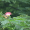 撮って出し(2025-07-08_08-52)-(Canon EOS 60D-3