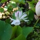 花連