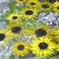 ひまわりの花手水