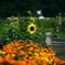 写真句：道端の花26：ひまわり