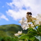 山の虫は繁忙期