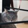我が家のサバトラ猫娘