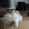 我が家の三毛猫娘