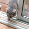 庭から戻ってくる我が家のサバトラ猫娘