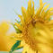 sunflower2024