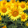 sunflower2024