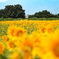 sunflower2024