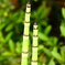 砥草