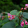 八月の花