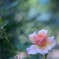 2025/06/13 Rose collection ♡ 17