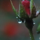 芽吹きの雫