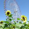 葛西臨海公園　ひまわり