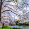 桜越しの青空。