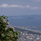 白い花と海