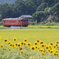 列車と向日葵　（小湊鉄道）
