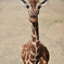 キリンさん、こんにちは。