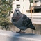 鳩