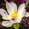 20120814蓮の花_5007