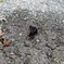 カラスアゲハ