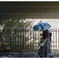 蝉時雨･･･