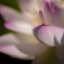 蓮の花