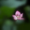 桃源郷